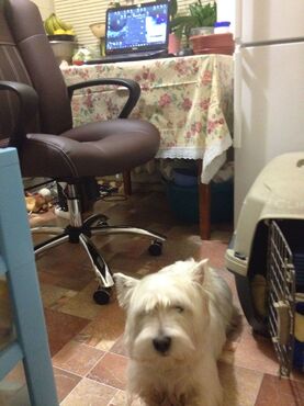 Кресло «Оксфорд» (OXFORD) (Натуральная чёрная кожа) в Санкт-Петербурге фото покупателя №1