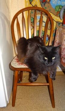 Стул обеденный 853 S (Дуб в красноту) в Санкт-Петербурге фото покупателя №2